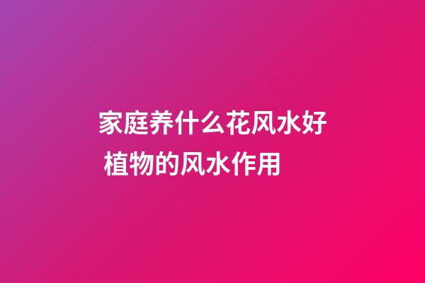 家庭养什么花风水好 植物的风水作用